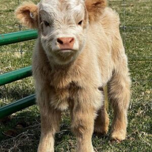Meet Buster
