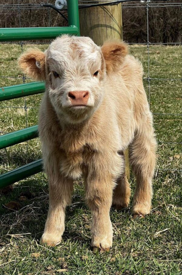 Meet Buster