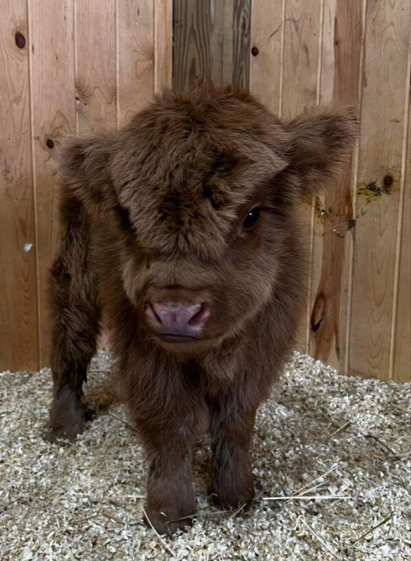 Meet Stanley