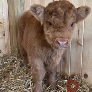 Meet Daisy