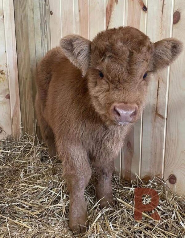 Meet Daisy