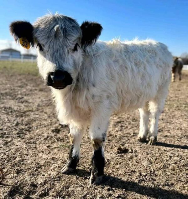 Meet Mercy